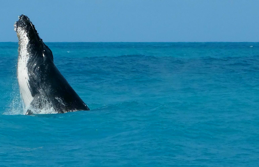 Safari marítimo e observação das baleias