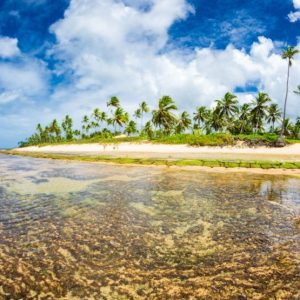 Passeio a Praia do Forte com Guarajuba – Saindo dos hotéis em Salvador