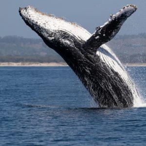 Observação de Baleias Jubarte – Temporada prevista de Julho a Outubro – Saindo da Praia do Forte