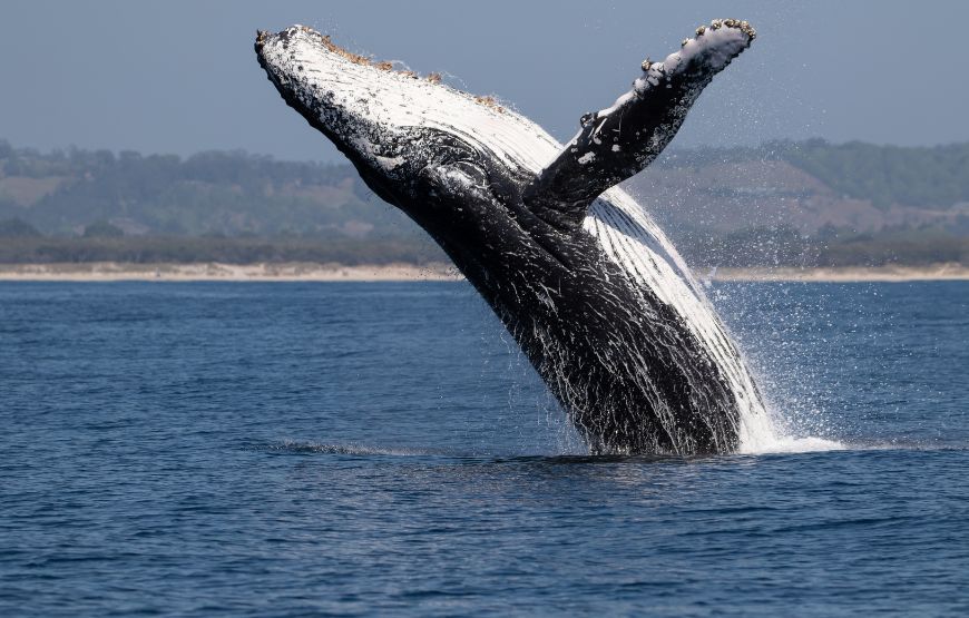 Observação de Baleias Jubarte – Temporada prevista de Julho a Outubro – Saindo da Praia do Forte